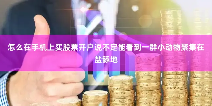 怎么在手机上买股票开户说不定能看到一群小动物聚集在盐舔地